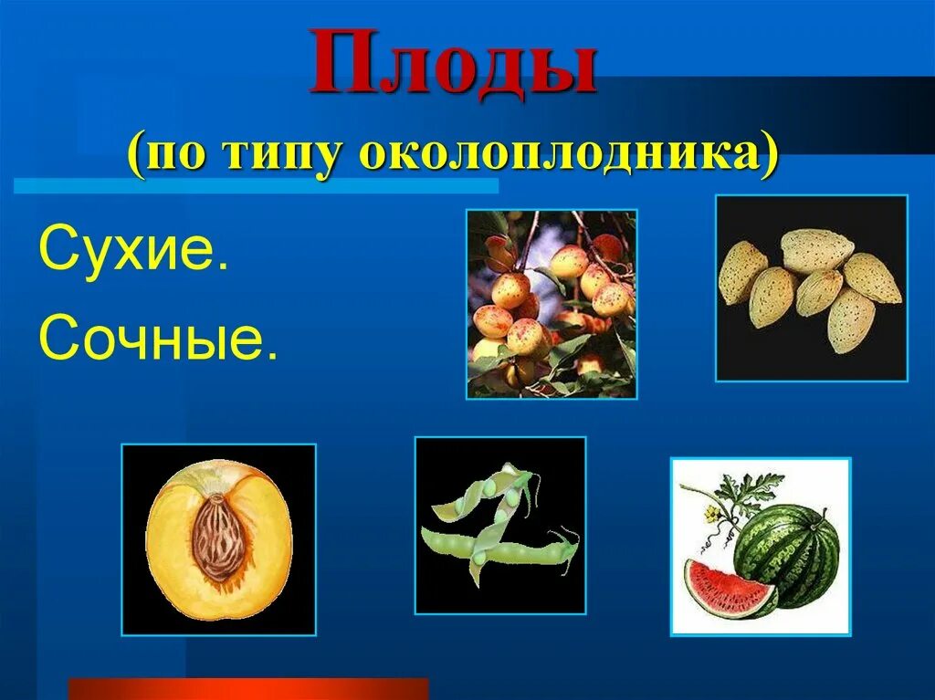 Плоды по типу околоплодника. Презентация на тему плоды. Плоды 6 класс. Сочный околоплодник. Значения плодов и семян в природе