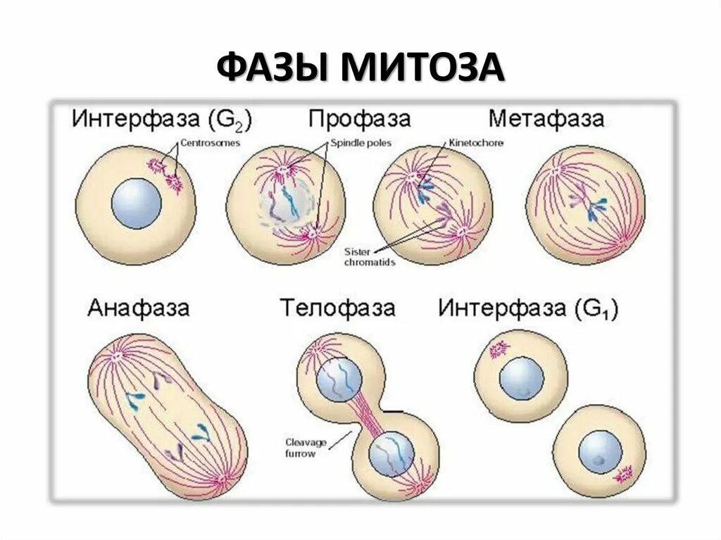 Почему происходит митоз. Деление клетки митоз схема. митотическое деление клетки фазы. деление клетки амитоз схема. интерфаза фаза деления митоза.