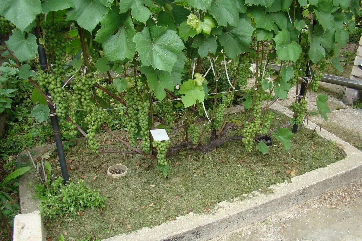 not as impressive as others but looks easy to recreate! Diy pergola, Pergola des