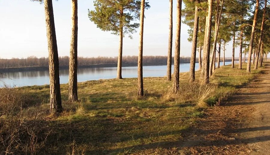 Зона отдыха чернолучье омск. Чернолучье сосновый бор покрышкино. Чернолучье. Красноярско-чернолученская зона. Чернолучье сосновый бор.