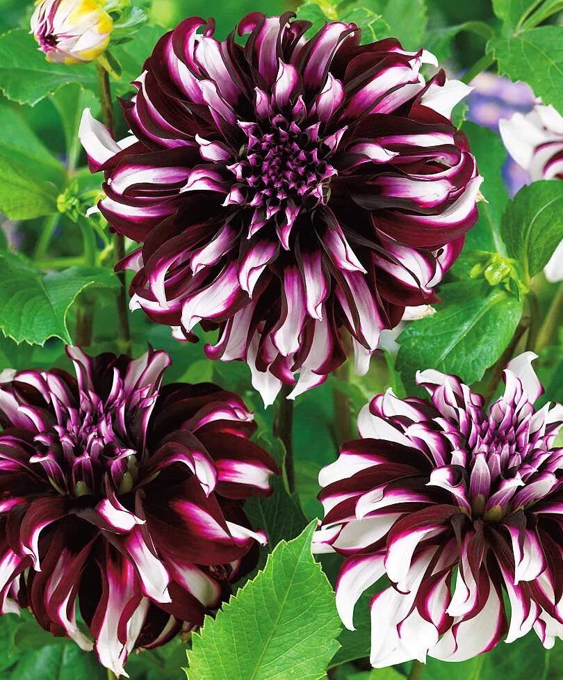 георгин шотландка. георгин верди глори. георгины верди. георгин декоративный тартан. георгин тартан.