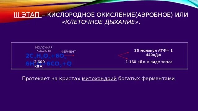 Сколько атф в кислородном этапе. Этапы кислородного окисления. 36 Молекул АТФ. 36 Молекул АТФ образуется в процессе. Молочная кислота кислородный этап.