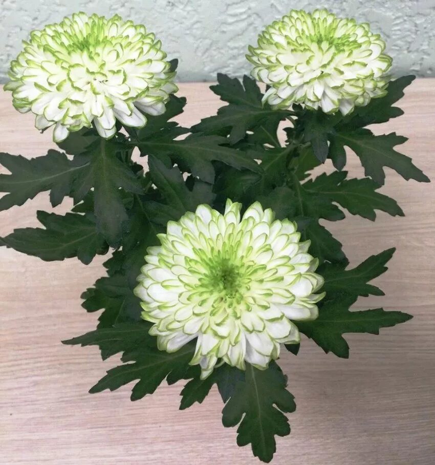 как вырастить домашние хризантемы. горшечная хризантема калман. хризантемы в кашпо. хризантема комнатная аджани. как вырастить домашние хризантемы.