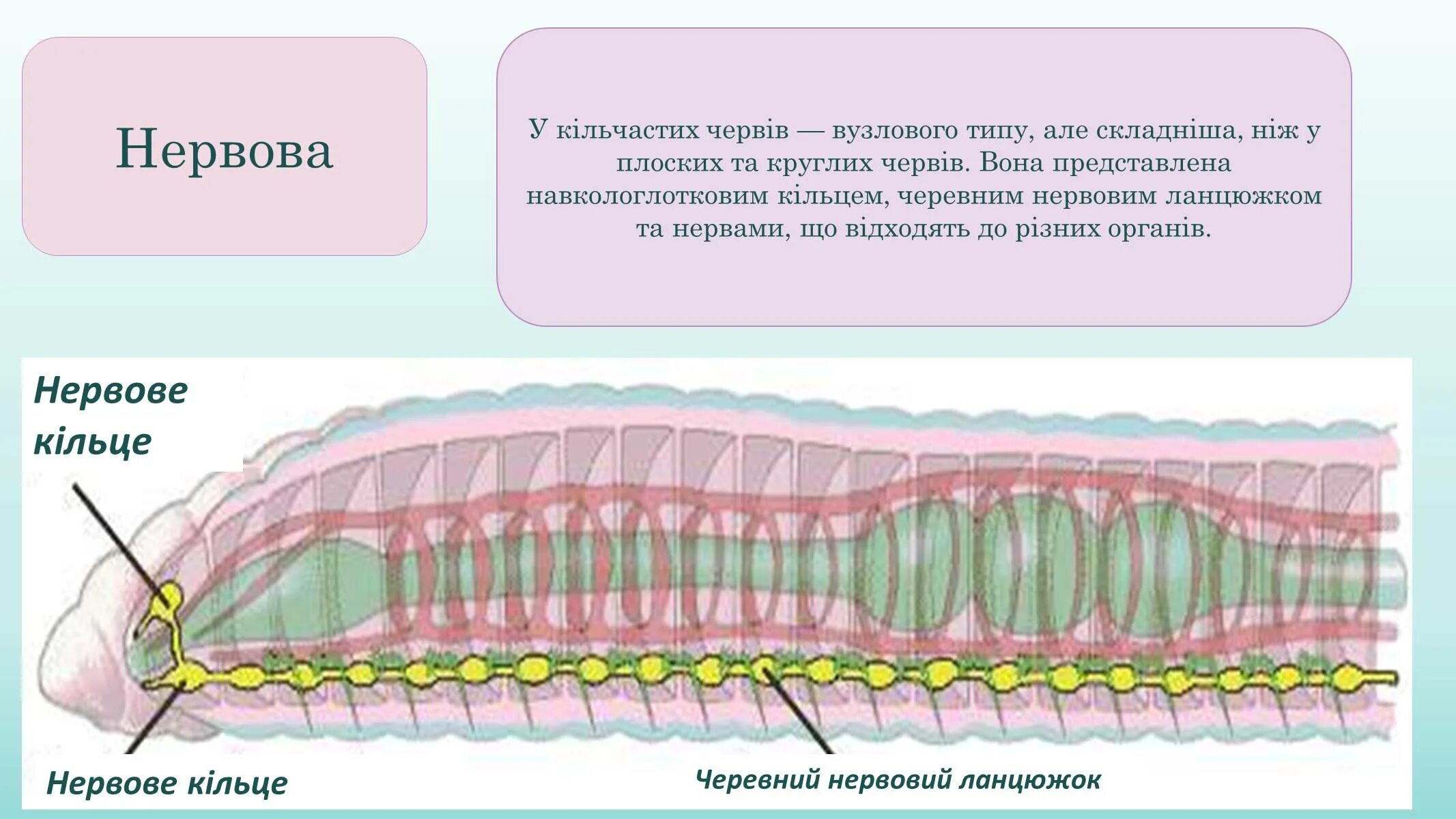 Нервная система дождевых червей. Выделительная система кольчатых червей. Тип кольчатые черви выделительная система. Малощетинковые черви нервная система.