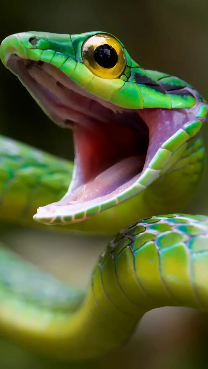 Травоядные змеи. Голубая куфия змея. Змея Декея. Змея Тайпан голубая. Зелёная неядовитая змея.
