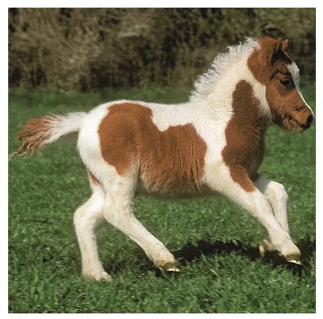 маленькие пони настоящие. пони породы фелл. лошадь породы шетлендский пони. пони реально. лошадь породы шетлендский пони.