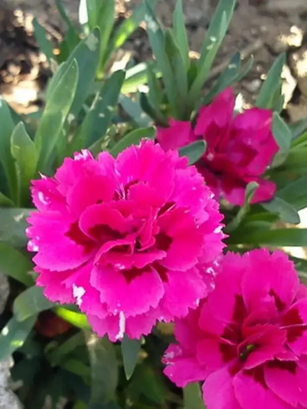 Гвоздика гибридная Rockin' Red. Гвоздика гибридная Menorca. Гвоздика гибридная Dianthus Gartennelke. Гвоздика сорта Валенсия. Гвоздика гибридная