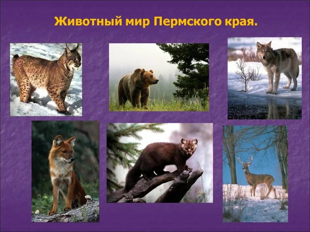 Соболь - martes zibellina. Какие животные обитают в пермском крае. Сочинский национальный парк кабан. Какие животные обитают в пермском крае. Животный мир пермского края.