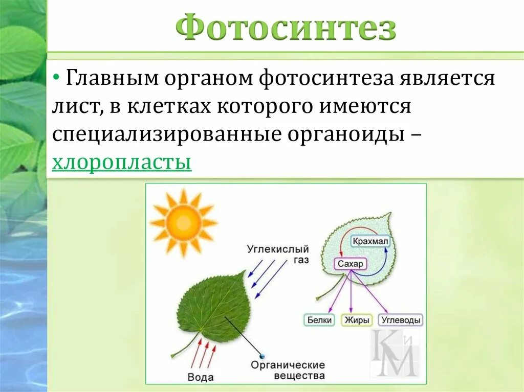 В клетках растений днем происходит. Процесс фотосинтеза у растений схема. Схема фотосинтеза происходит в. Процессы происходящие в листе. Фотосинтез листа.