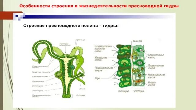 Схема внутреннего строения гидры. Схема внутреннего строения гидры