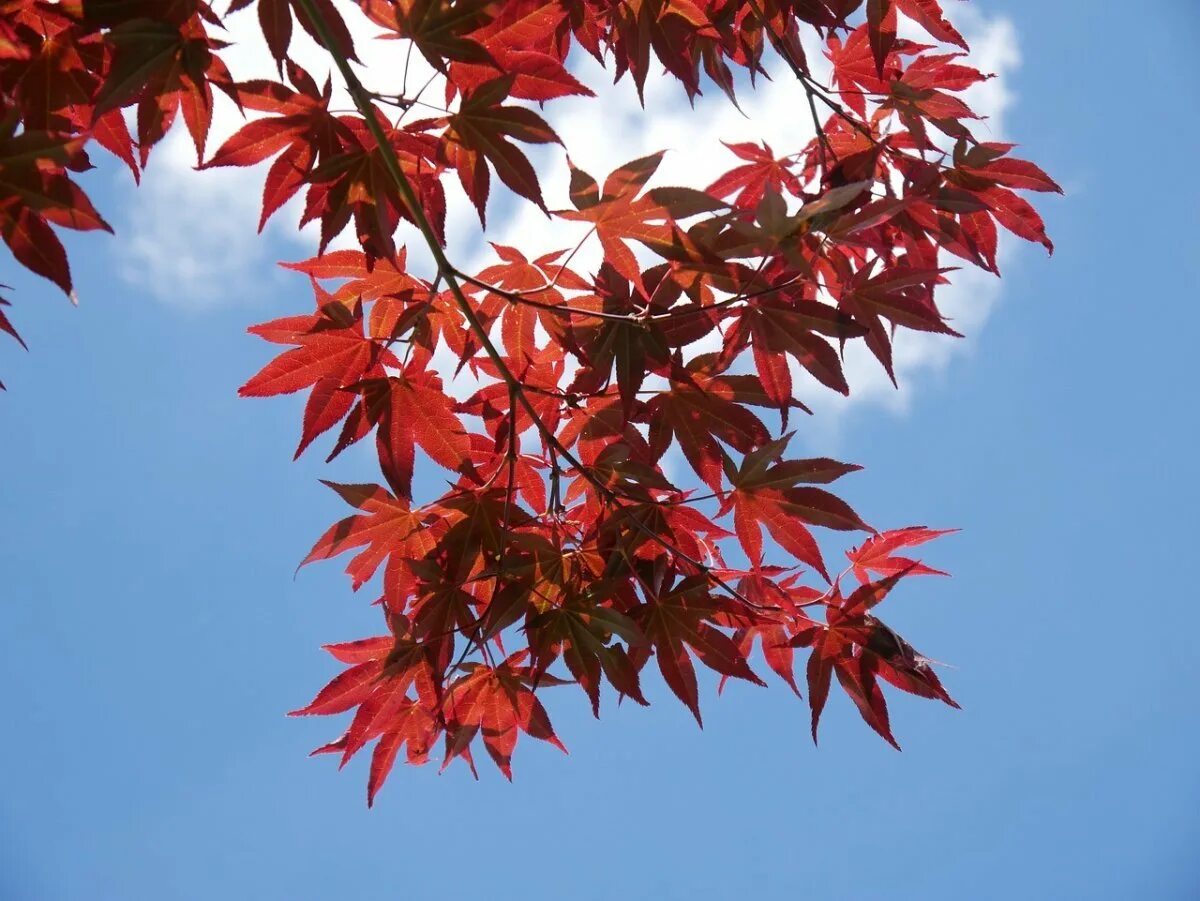 Acer rubrum burgundy belle. Дерево с красными листьями осенью. Клен кустарниковый бордовый. Каштан с красными листьями. Приземистое дерево с красными листьями геншин импакт.