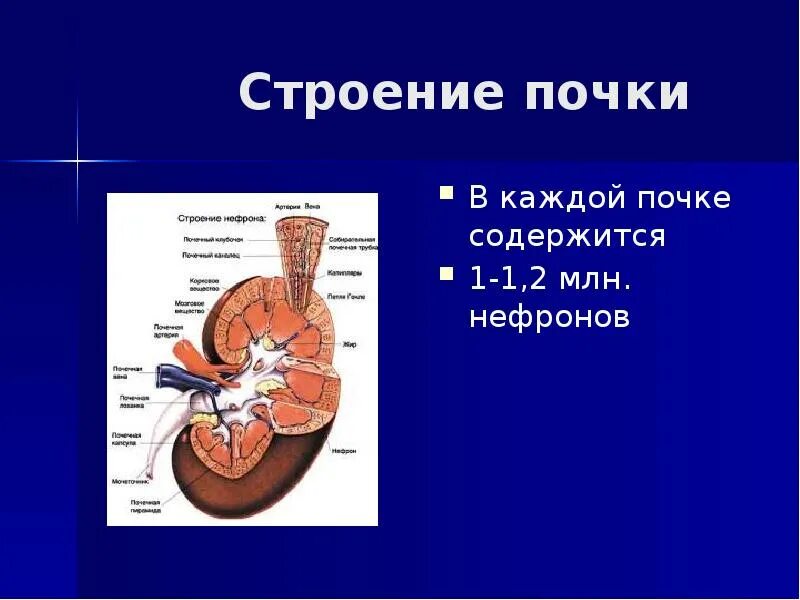 Строение почки. Почки определение. Строение почек с определением. Строение почки кратко. Значение почек биология 8 класс