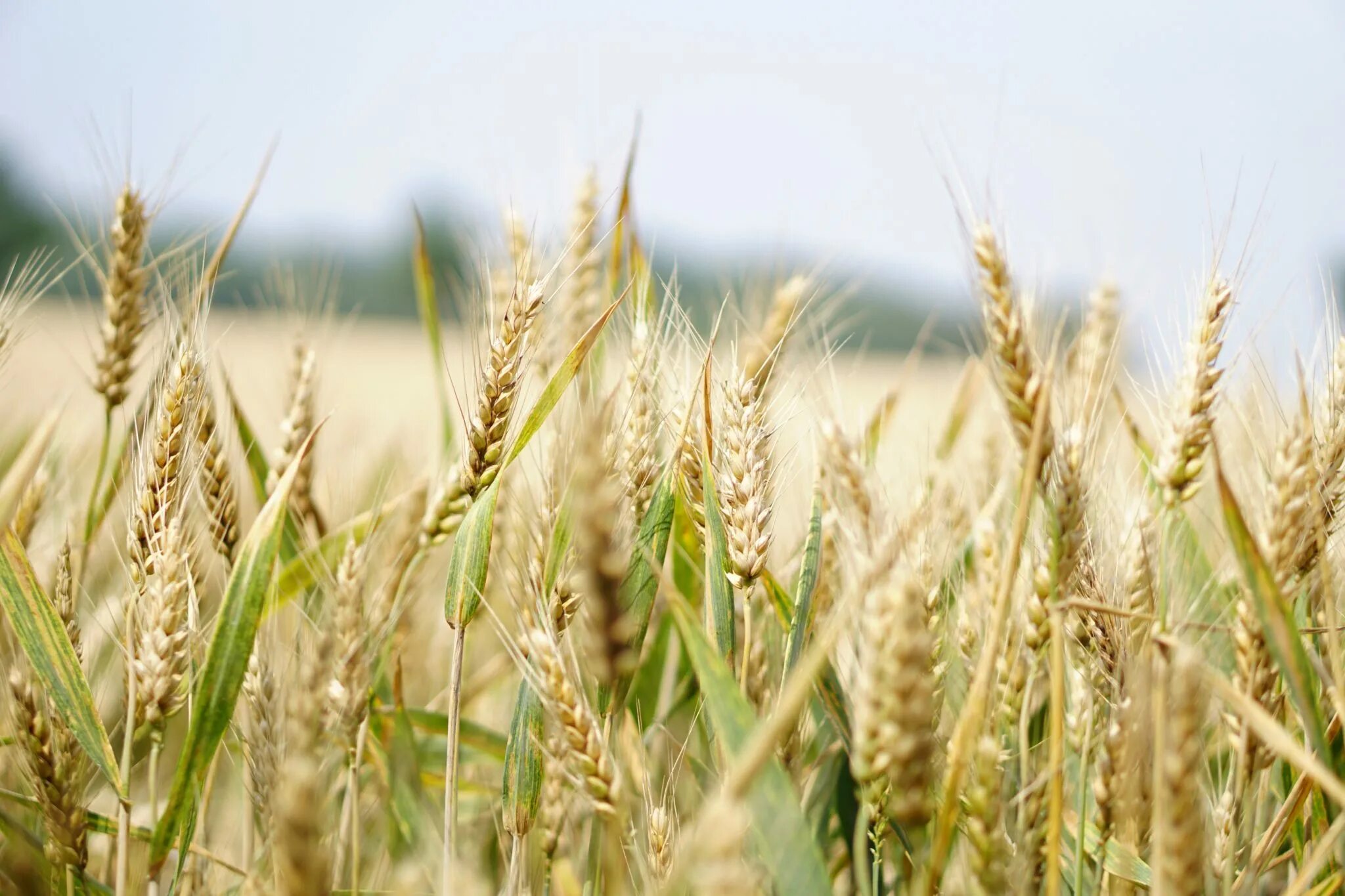 Собербаш озимая пшеница. Сорт пшеницы Собербаш. Остистая пшеница. Рожь это зерновая культура.