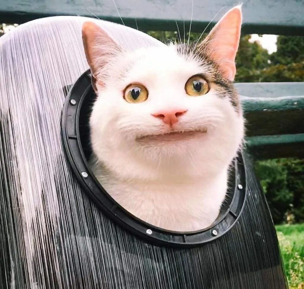 Cat meme
