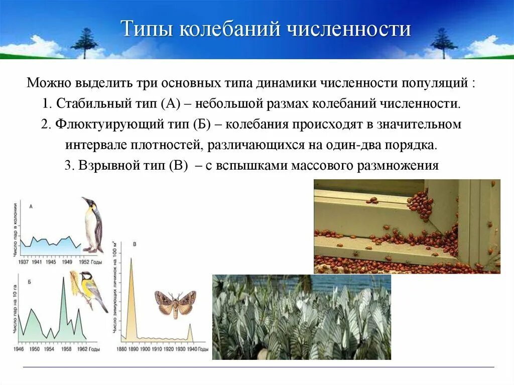 Типы динамики численности популяции по Северцову. Циклический Тип динамики численности популяции. Типы колебания численности популяции. Динамика популяции колебания численности популяции. Причины изменения численности популяции в экосистеме