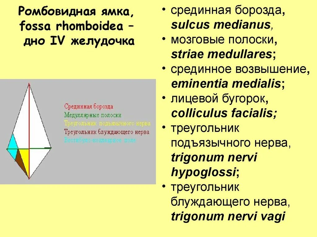 Треугольники подъязычного и блуждающего нервов. Ромбовидная ямка продолговатого мозга. Треугольник ромбовидной ямки. 4 желудочек ромбовидная ямка анатомия. Проекция ядер на ромбовидную ямку.
