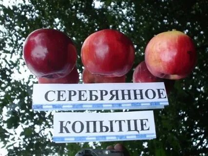 Яблоня копытце