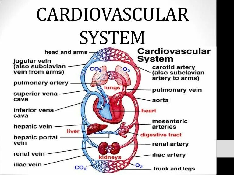 Cardiovascular system. Cardiovascular System structure. Брошюра cardiovascular System. Cardiovascular/Respiratory System.