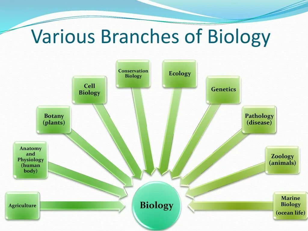 Branches of Biology. What is Biology. Types of Branch. Branches of ecology.