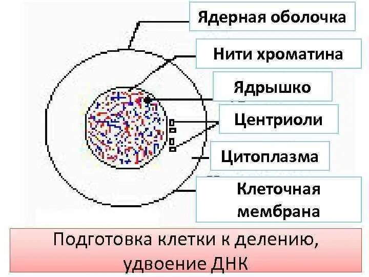 Удвоение днк происходит в цитоплазме