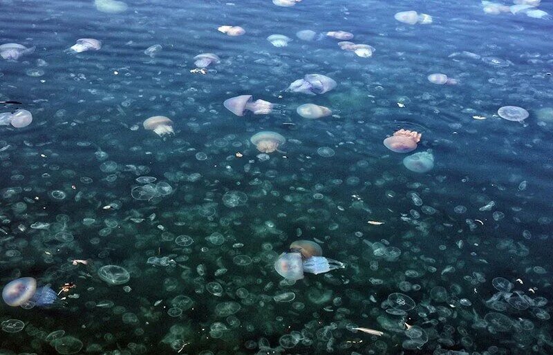Корнерот в азовском море. Корнерот медуза в черном. Большие медузы в азовском. Большие медузы в азовском. Корнерот в азовском море.