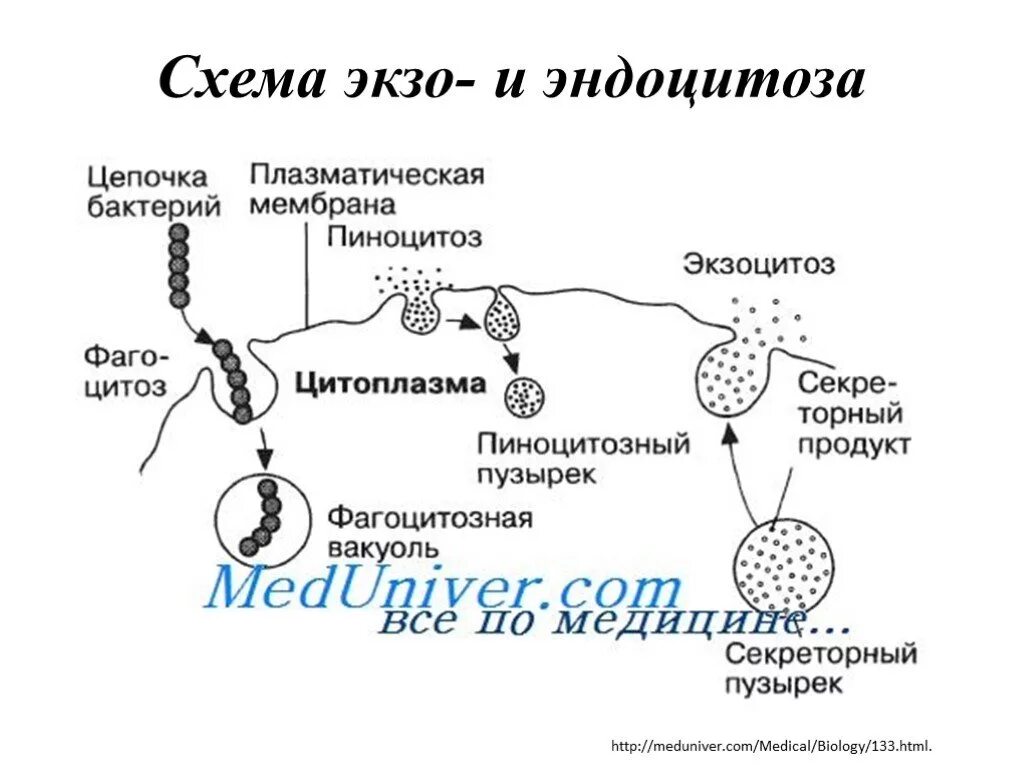 Фагоцитозный пузырек. Схема эндоцитоза и экзоцитоза. Фагоцитоз и эндоцитоз. Схема эндоцитоза и экзоцитоза гистология. Фагоцитоз пиноцитоз эндоцитоз экзоцитоз.