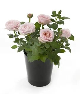 Производитель rose