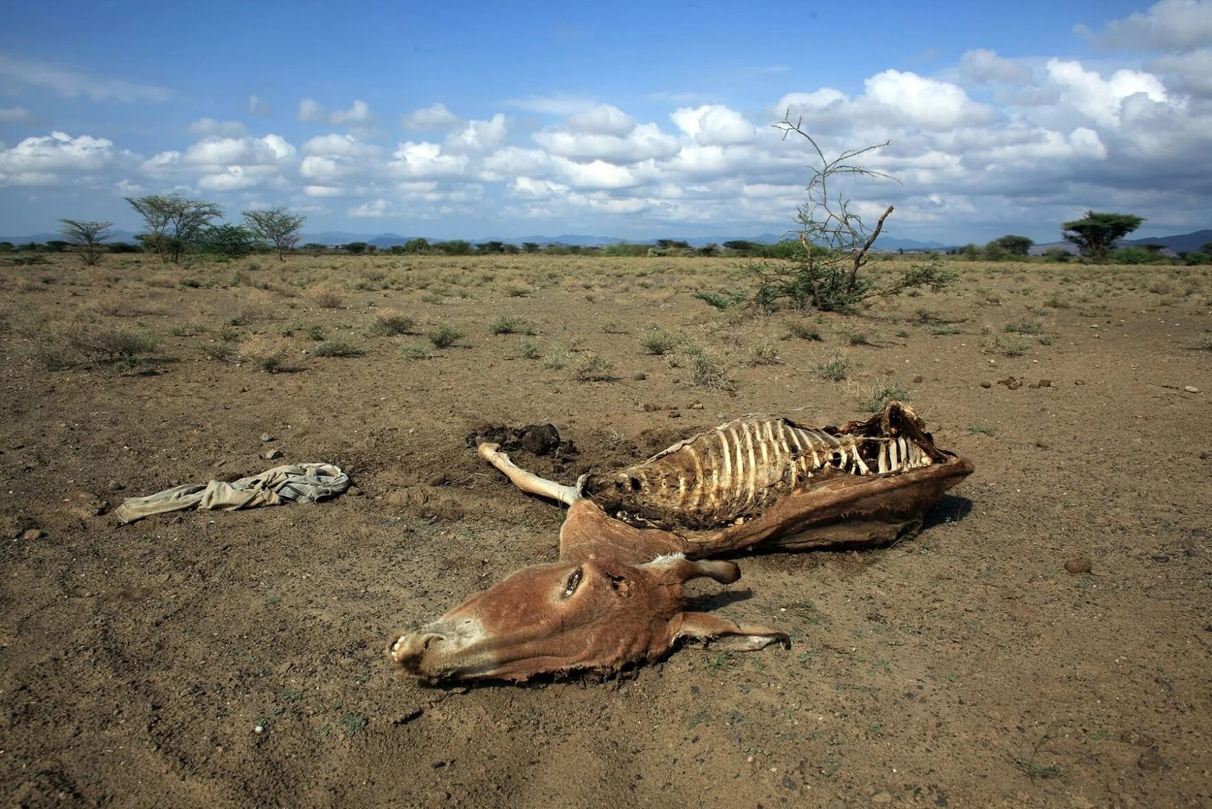 Засуха животные. Вымирание животных и растений. Гибель растений и животных.