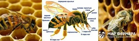Пчела сколько меда за жизнь