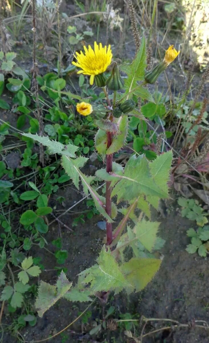 Осот огородный. Пырей осот. Осот желтый полевой. Осот полевой огородный желтый. Осот огородный, полевой.
