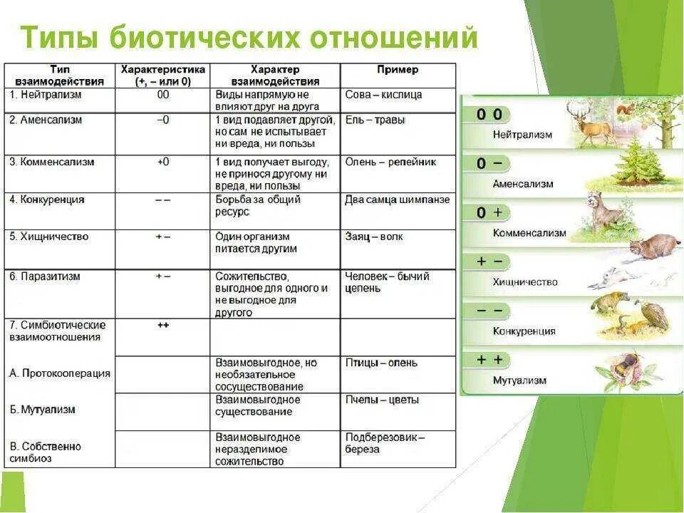 Биология 11 класс би2310401. Типы взаимоотношений организмов. Тип биотических взаимоотношений организмов. Типы биотических взаимодействий организмов. Биотические факторы , биотические отношения таблица.