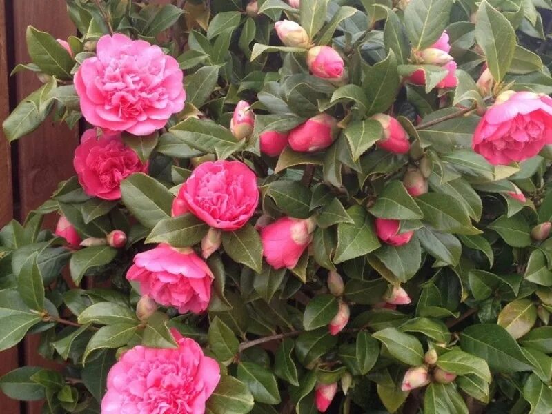 камелия саженцы. камелия бонсай. Camellia sasanqua plantation pink. камелия махровая. камелия японская принцесса бачиокки.