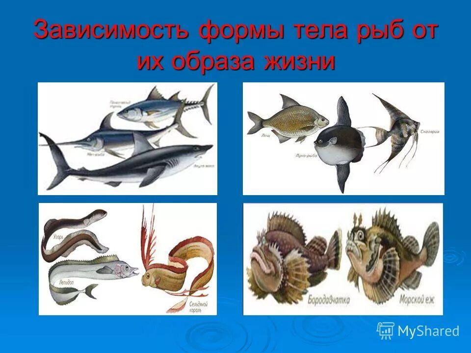 Форма тела хрящевых и костных рыб. Строение сельдеобразных рыб. Рыбы образ жизни кратко. Отряд карпообразные место обитания. Семейство осетровые представители.