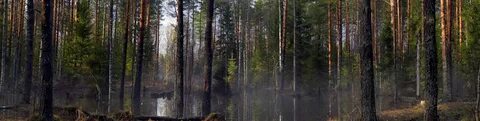 Сосновый лес влажность