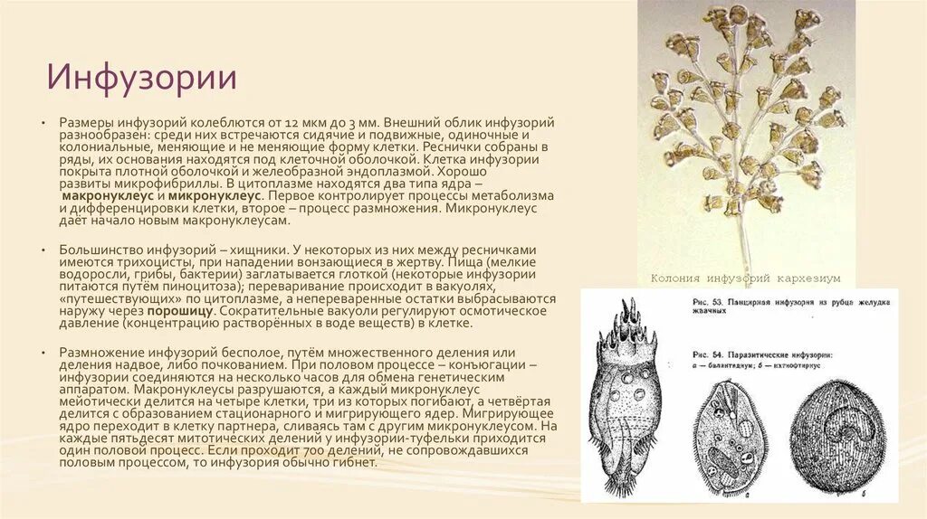 Общая характеристика инфузорий. Паразитические инфузории описание. Описание инфузории. Особенности класса инфузории.