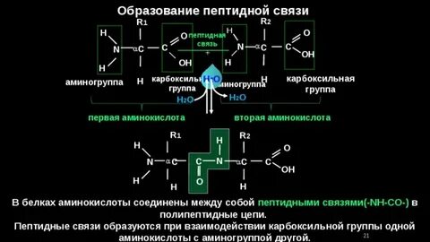 Пептидная цепь