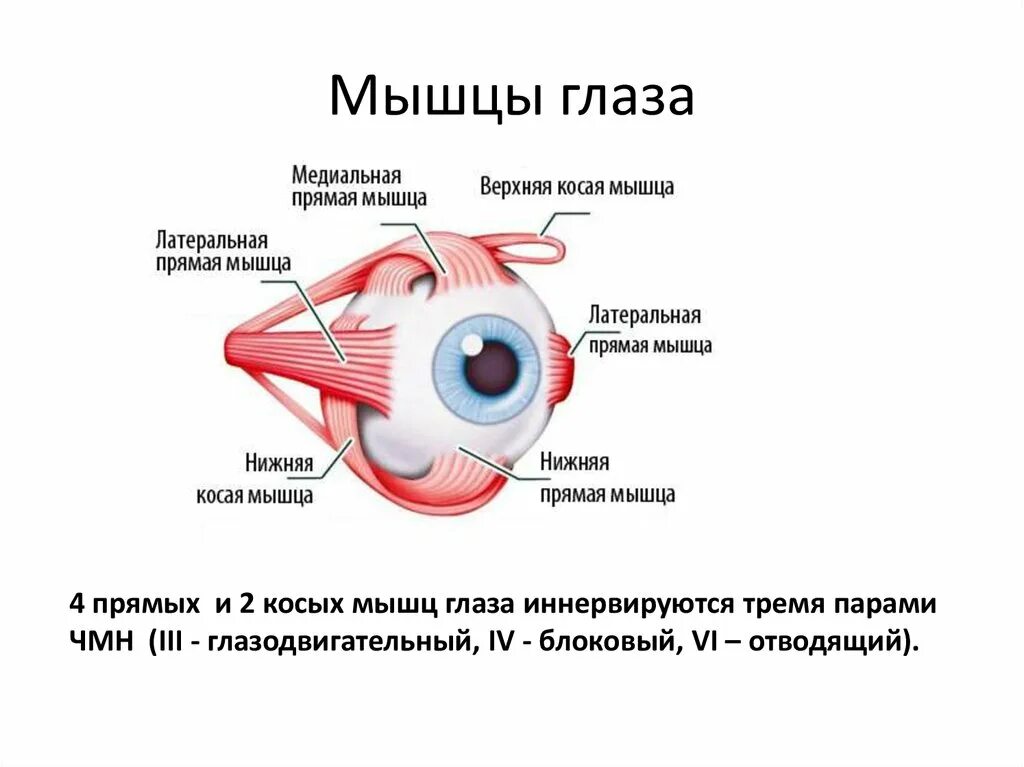 Мышца регулирующая размер зрачка