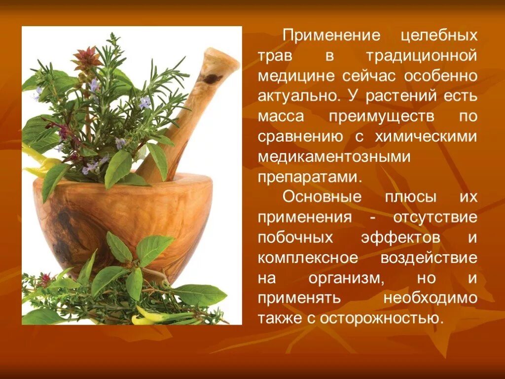 Лекарственные растения в медицине. Применение лекарственных растений. Использование лекарственных растений в медицине. Растения применяемые в медицине.