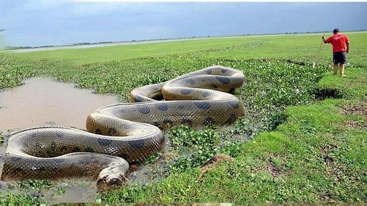 Видео самых больших змей. Змея Анаконда гигантская. Анаконда самая длинная змея в мире. Амазонка река Анаконда. Анаконда в Амазонке.