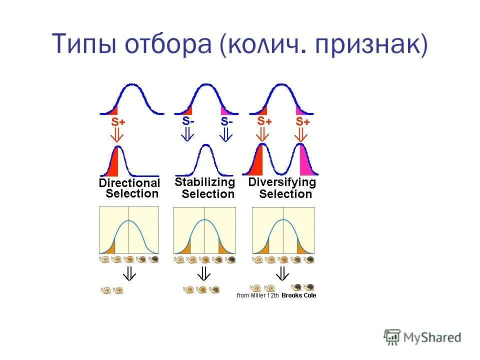 Типы отбора. Формы естественного отбора таблица по биологии 9 класс. Формы отбора движущий стабилизирующий дизруптивный. Естественный отбор формы отбора. Формы естественного отбора таблица по биологии 11 класс.