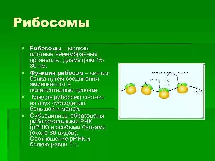 С какой структурой отвечающей за деление. Строение, структура, функции рибосом.. Рибосомы клетки строение и функции.