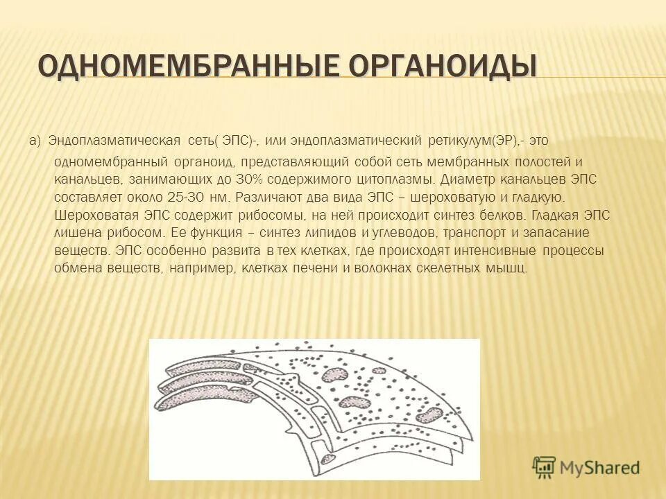 Одномембранные двумембранные немембранные органоиды клетки таблица. Одномембранные органоиды эпс. Ядро клетки одномембранный органоид. Мембранные и немембранные органеллы гистология. Выберите три одномембранных органоида.
