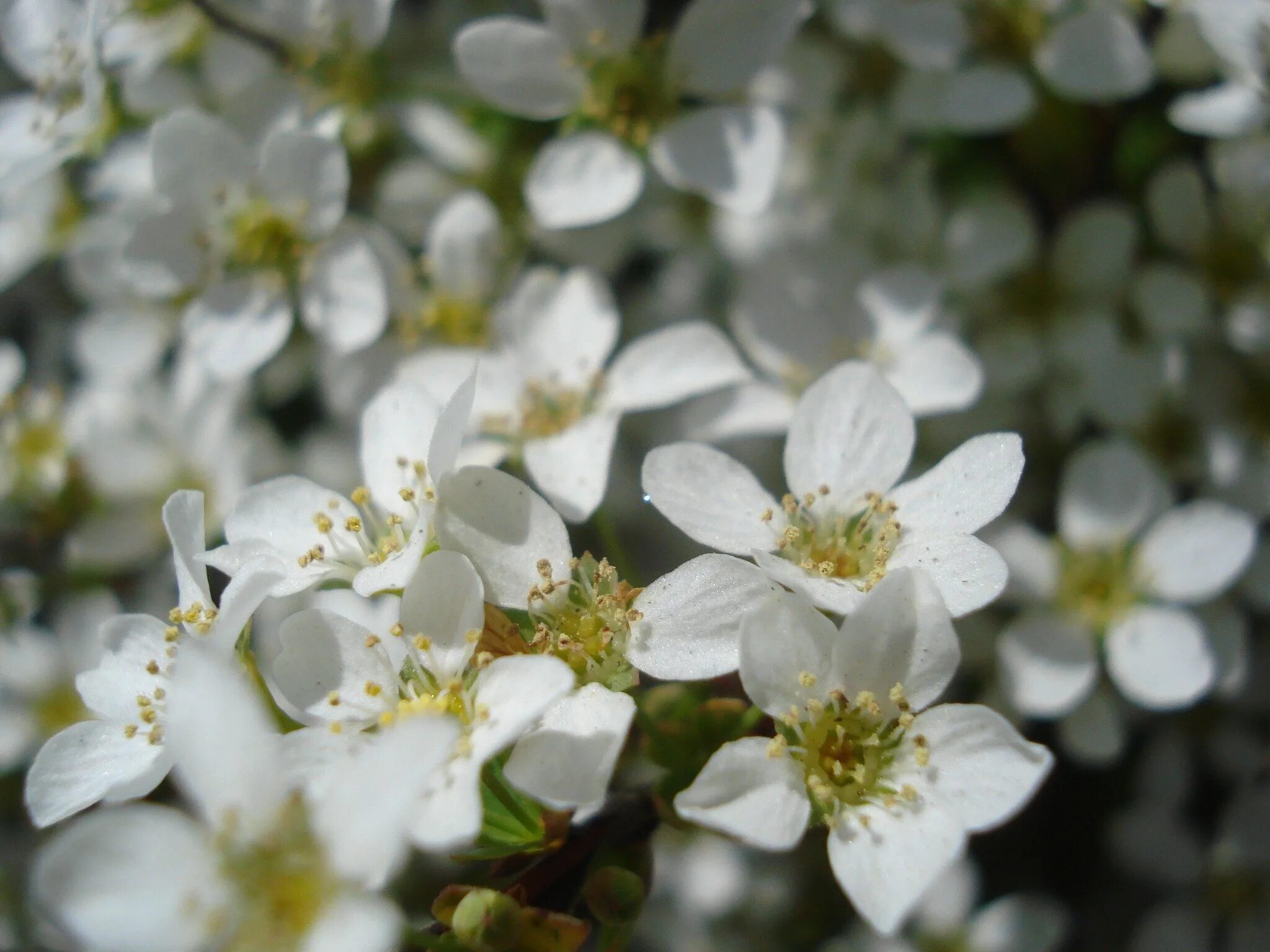 White spring. Белые цветочки. Мелкие белые цветы. Мелкие белые весенние цветочки. Цветок с белым цветением.