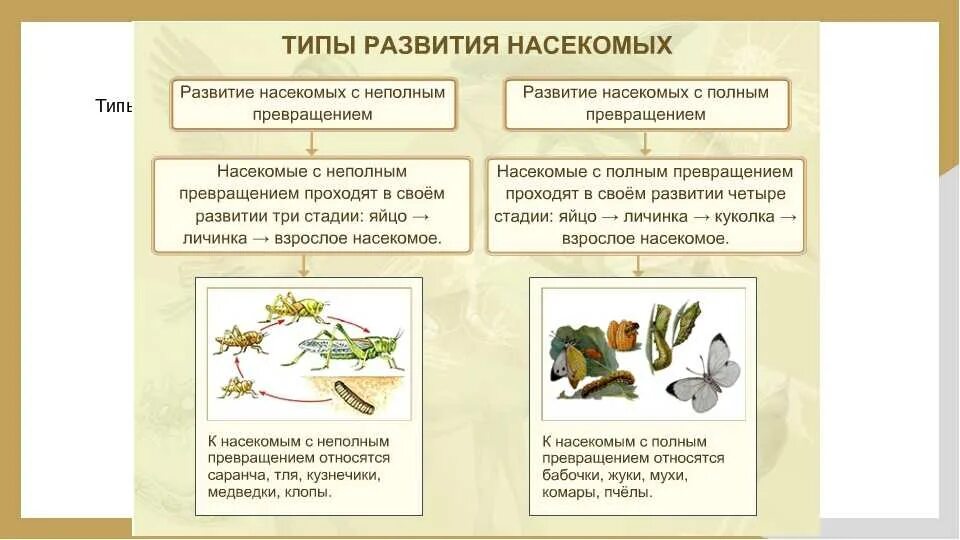 Неполное превращение насекомых таблица. Типы развития насекомых схема. типы развития насекомых примеры. схема типы развития насекомых 7 класс биология. типы развития насекомых таблица.