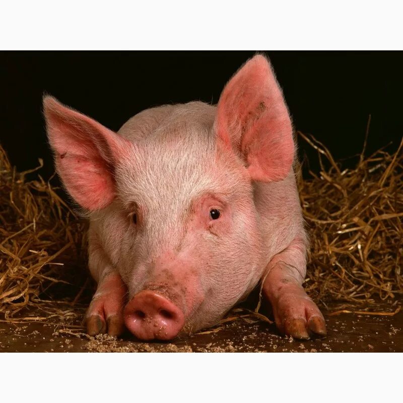 Свинья. Фото свиньи. Свинья животное. Свинья картинка. Куплю свинину живым