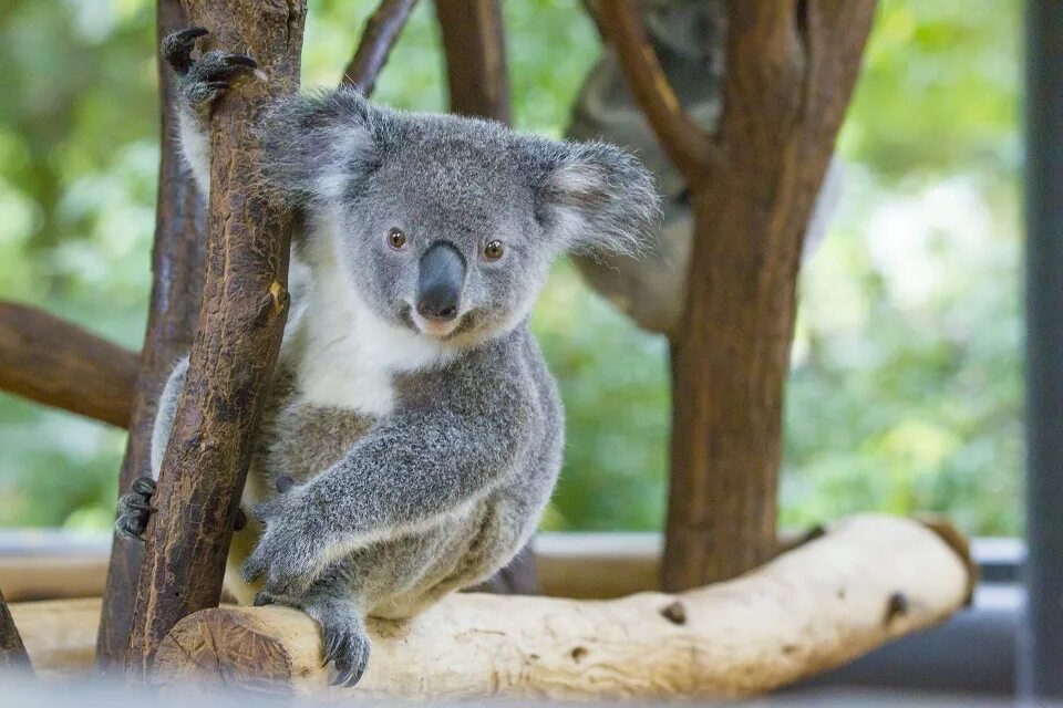Кенгуру и коала. Кенгуру, коалу и вомбат. Коала кенгуру Утконос. Куала коя. Коала относится к