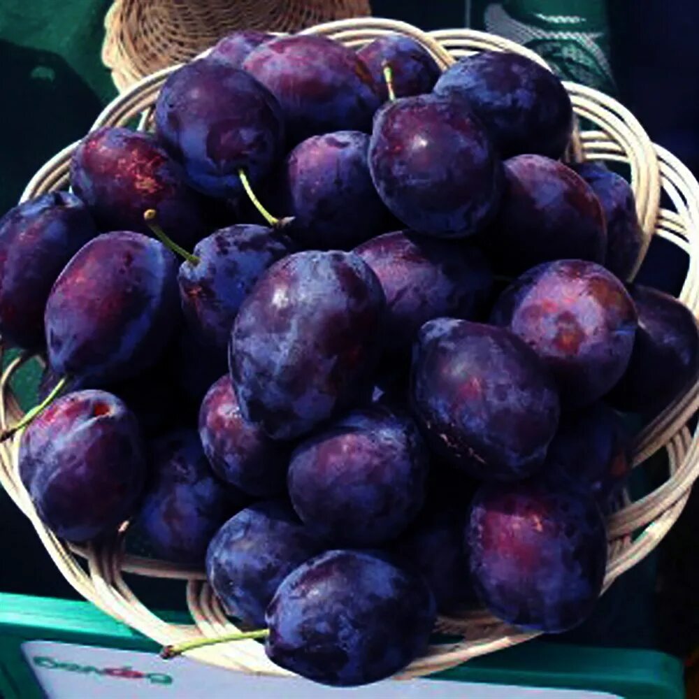 слива венгерка московская