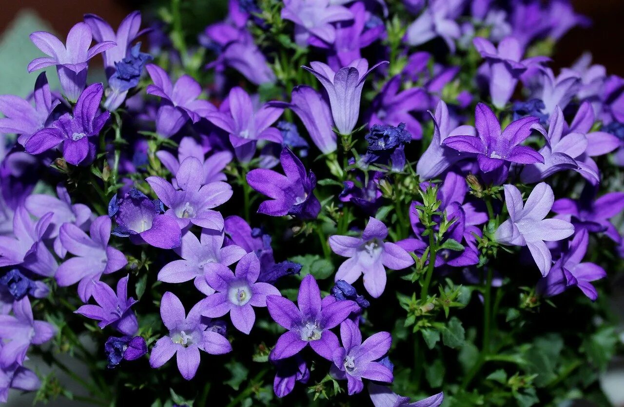 Колокольчик Кампанула. Кампанула Блауранка. Кампанула (Campanula). Кампанула колокольчик цветок.