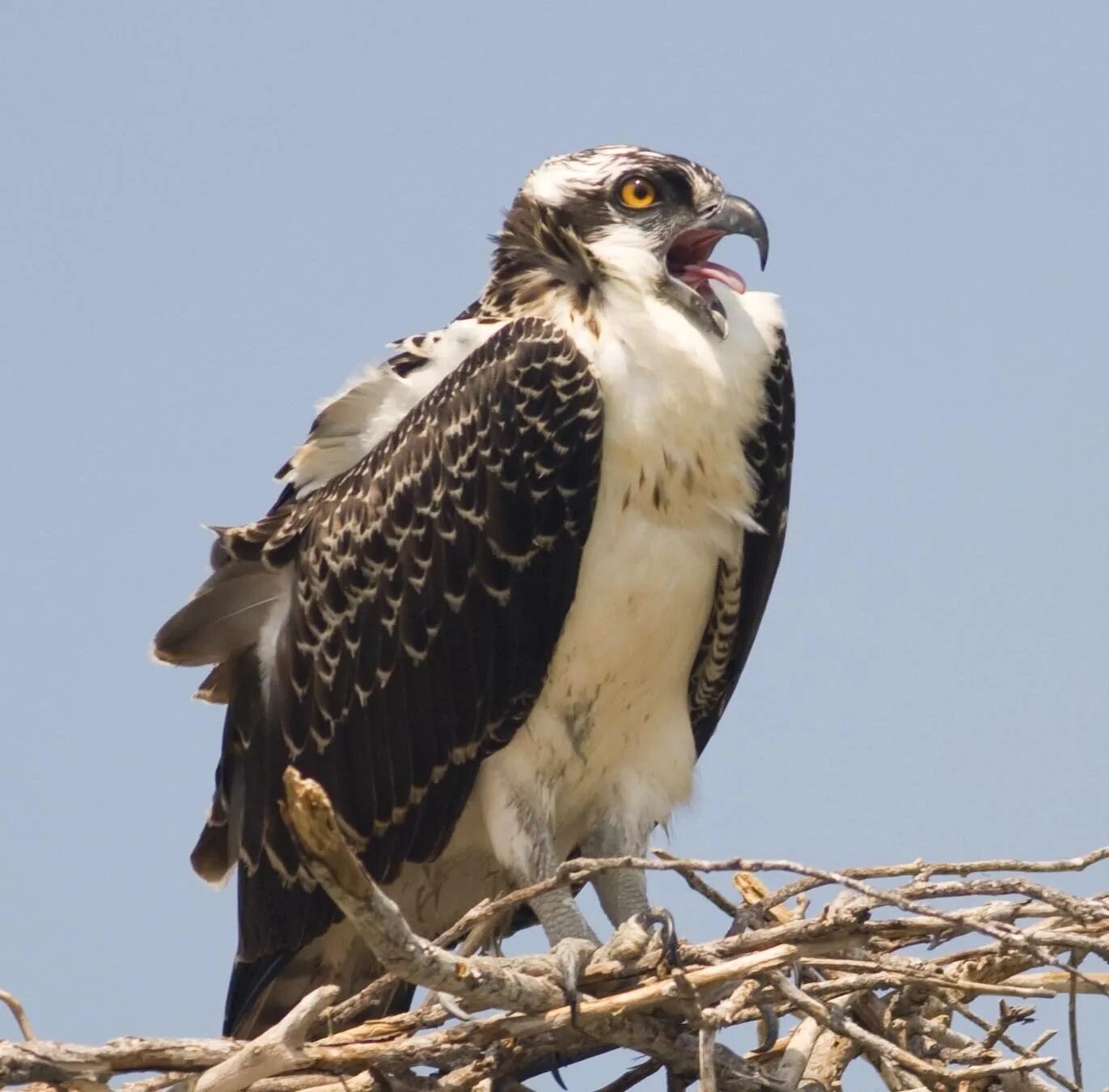 Скопа красная книга. Pandion haliaetus. Скопа. Скопа Pandion haliaetus (3б). Pandion haliaetus Skeiet.