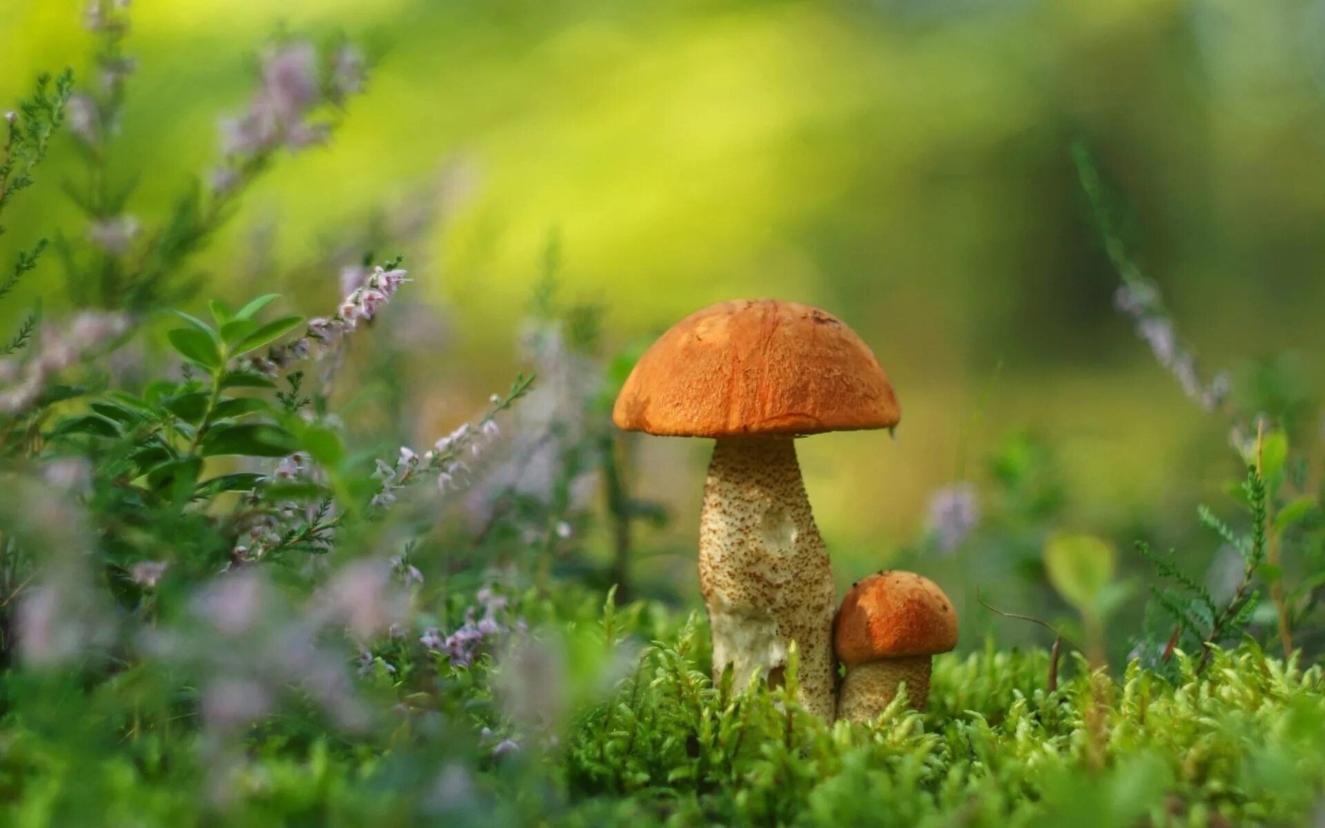 Хороша грибами время года. Грибы подосиновики в лесу. Гриб подосиновик в природе. Осень грибы. Красивый подосиновик.